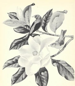 1950 Menaboni Print, Scarlet Tanager