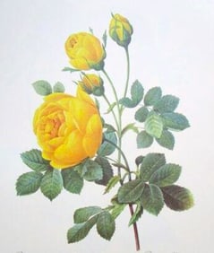 After Pierre-Jospeh Redoute, Floral Print, #128 Rose