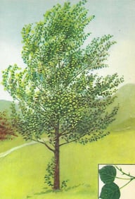 1920's Aspen Color Lithograph Print
