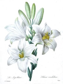 After Pierre-Jospeh Redoute, Floral Print, #76 Le Lis blanc ( White Lilly)
