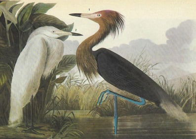 c1946 Audubon Print, #256 Reddish Egret