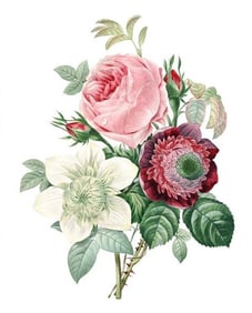 After Pierre-Jospeh Redoute, Floral Print, #125 Rose, Anemone, Clematite