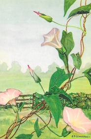 1920's Morning-Glory Color Lithograph Print