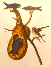 c1946 Audubon Print, #22 Purple Martin