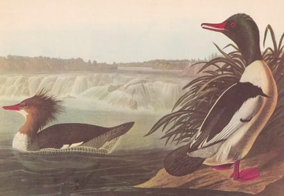 c1946 Audubon Print, #331 American Merganser