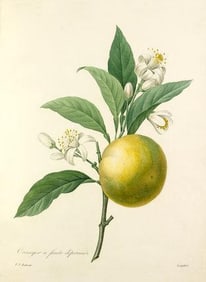 After Pierre-Jospeh Redoute, Floral Print, #89 Oranges