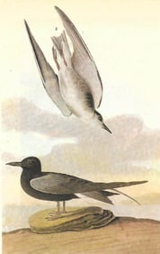 c1946 Audubon Print, #280 Black Tern