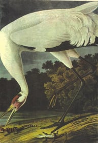 c1946 Audubon Print, #226 Whooping Crane