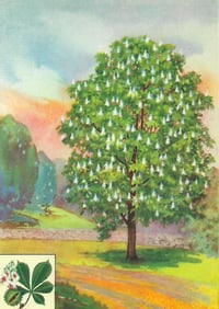 1920s Horse-Chestnut Tree Color Lithograph Print