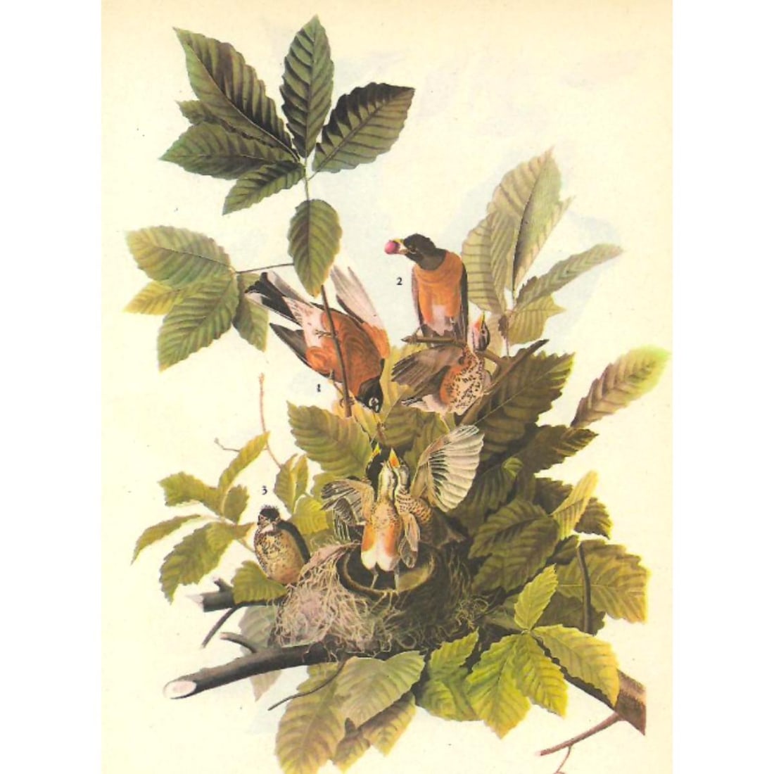 1946 Audubon Print, #131 Robin (1 of 2)