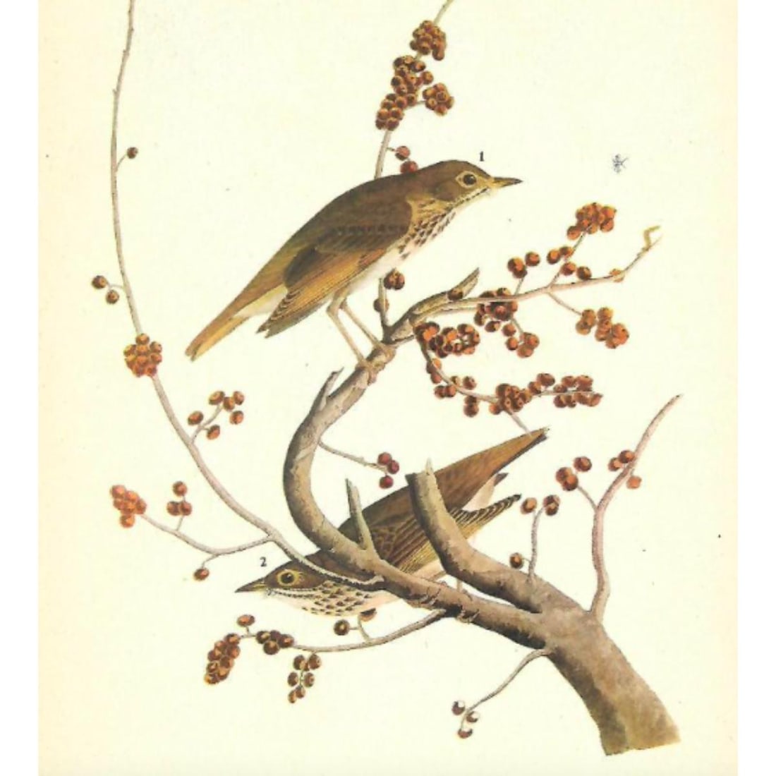 c1946 Audubon Print, #58 Hermit Thrush (1 of 2)