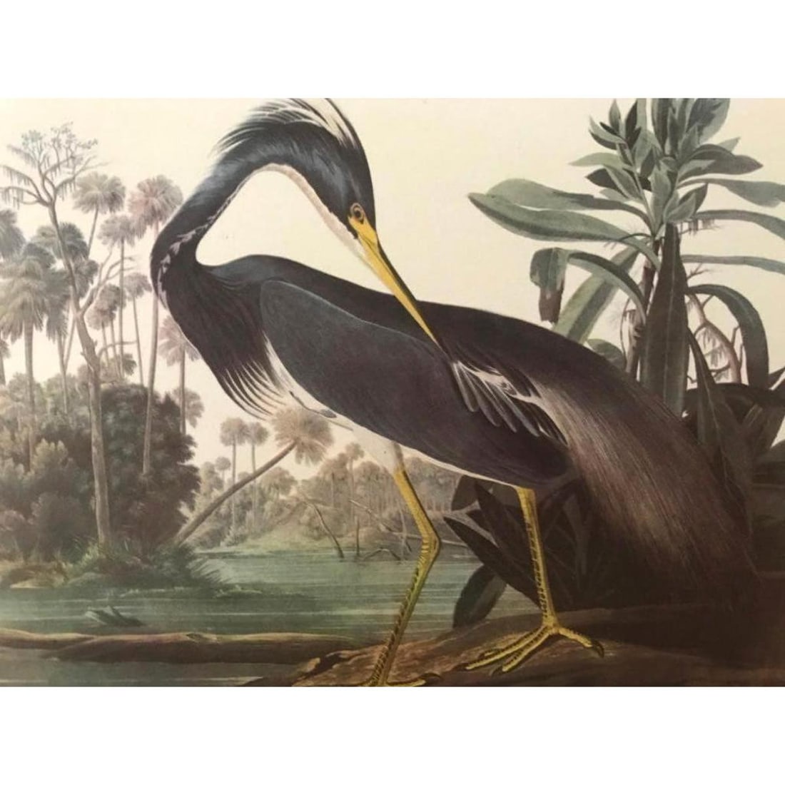 1946 Audubon Print, #217 Louisina Heron (1 of 2)