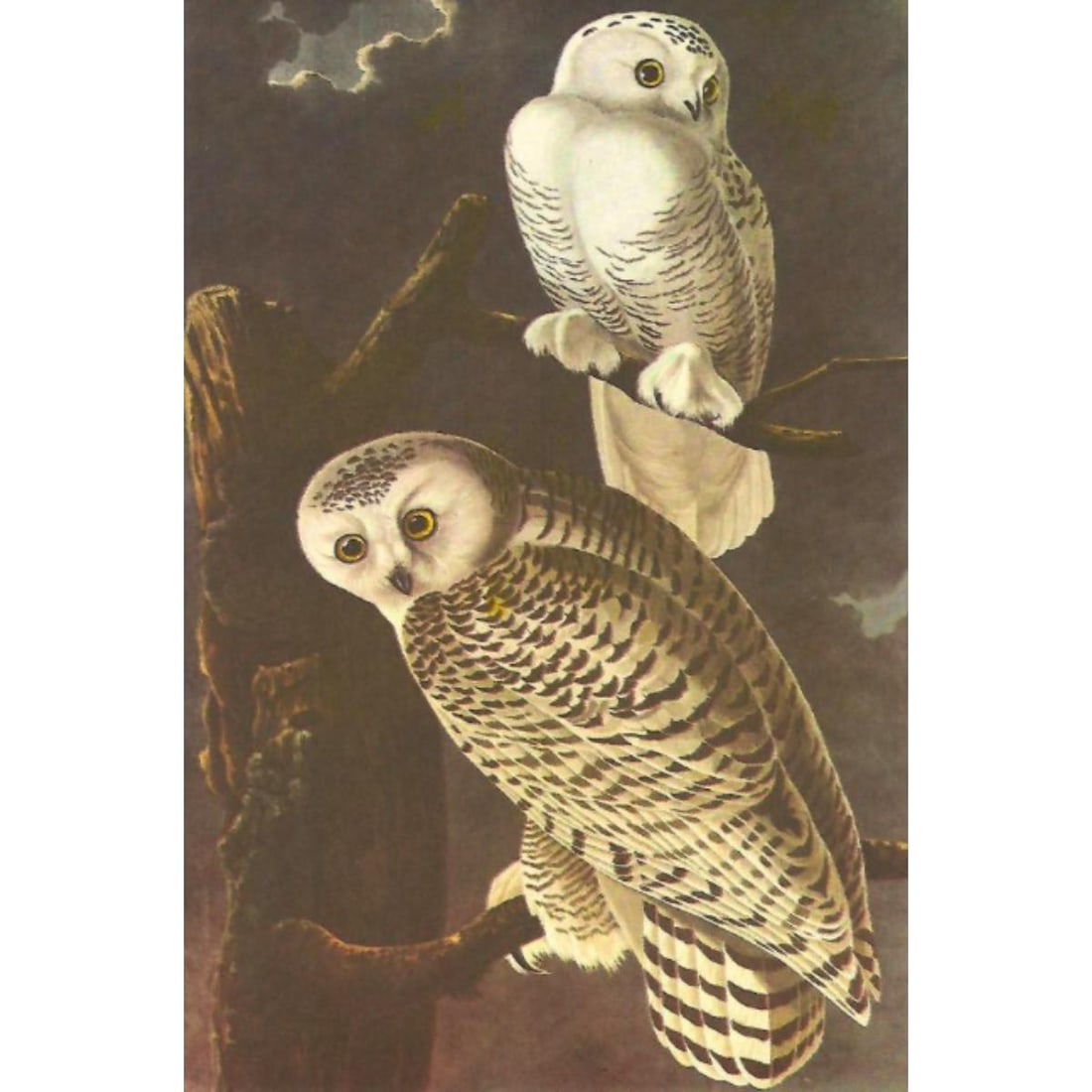 c1950 Audubon Print, Snowy Owl (1 of 2)