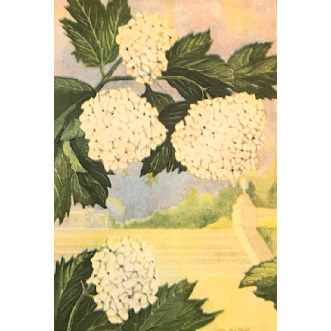 1920's Snowball Color Lithograph Print (1 of 2)