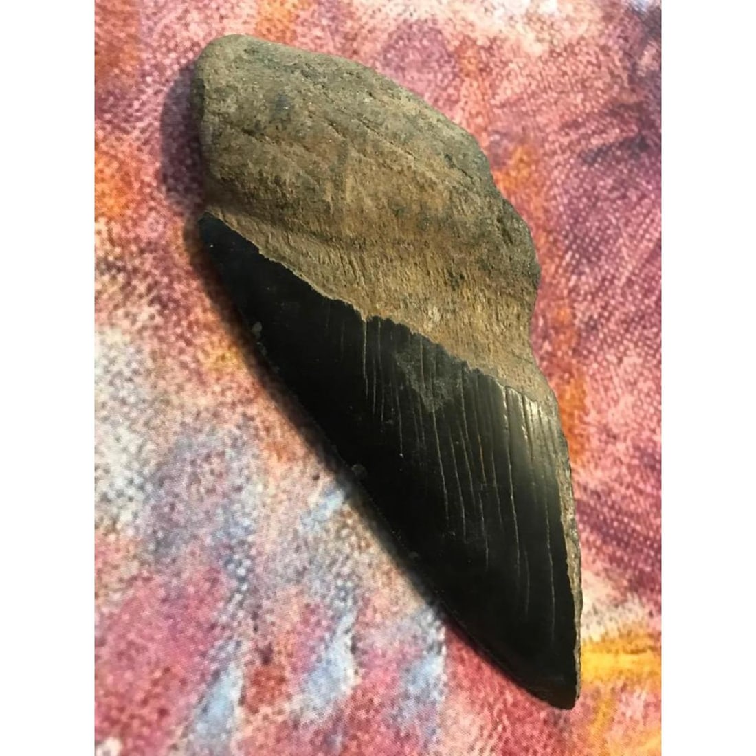 Prehistoric Megalodon Shark Tooth Relic: Prehistoric Megalodon Shark Tooth relic, fragment. Partial, half-tooth fossil, in un-restored condition. Found along the South Carolina coast. 5 3/4" L. ** a large portion of the tooth missing, per ph