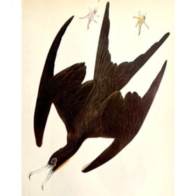 c1946 Audubon Print, #271 Man-O'-War-Bird