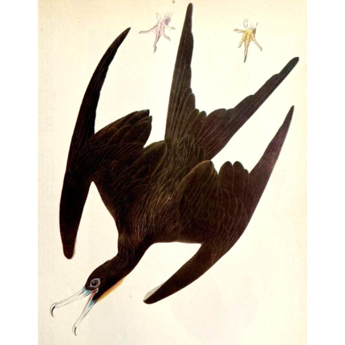 c1946 Audubon Print, #271 Man-O'-War-Bird