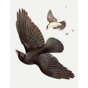 Vintage 1950 Menaboni Lithgraph, Eastern Crow, Eastern Kingbird