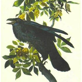 c1946 Audubon Print, #101 Raven