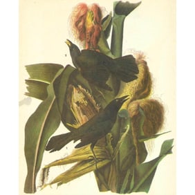 1946 Audubon Print, #7 Purple Grackle