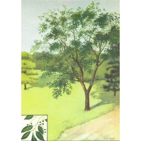 1920s Wild Black Cherry Color Lithograph Print
