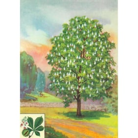1920s Horse-Chestnut Tree Color Lithograph Print