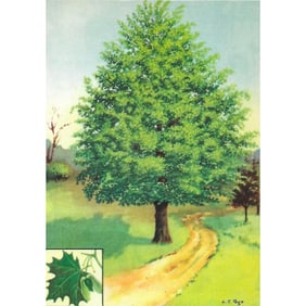 1920s Sugar Maple Color Lithograph Print