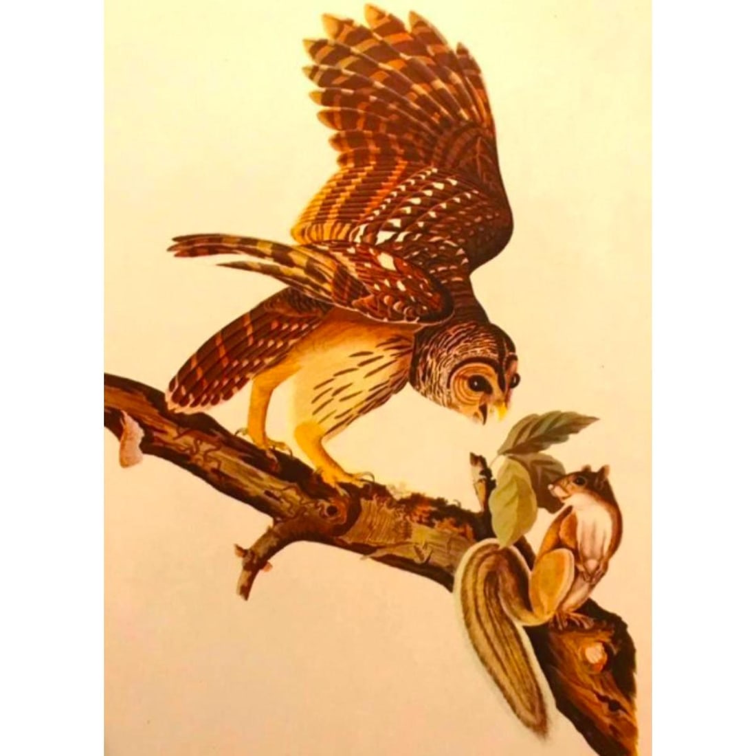 c.1946 Audubon Print, #46 Barred Owl (1 of 2)