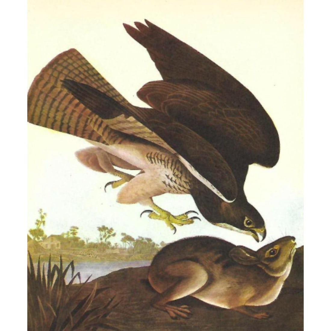 c1946 Audubon Print, #372 Swainson's Hawk (1 of 2)