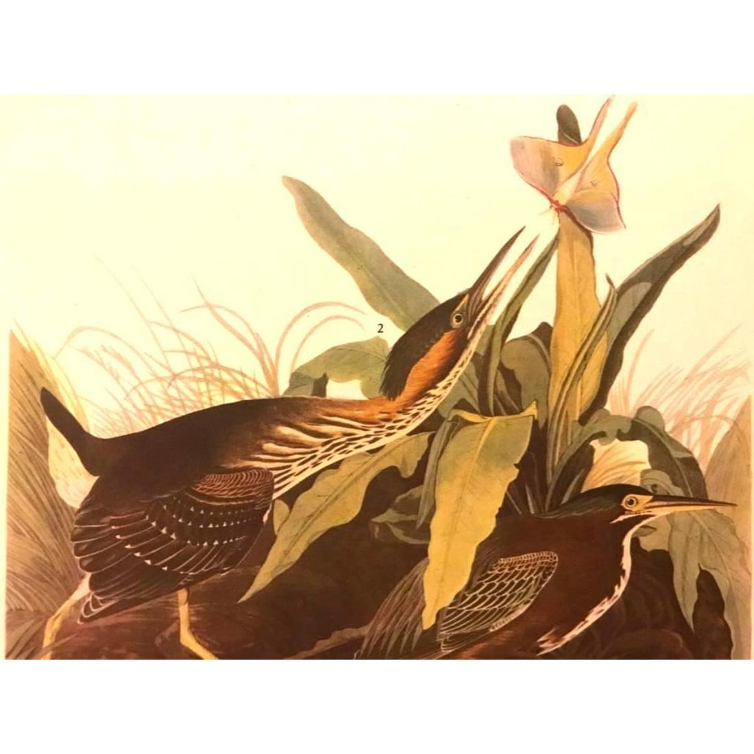 c.1946 Audubon Print, #333 Green Heron (1 of 2)