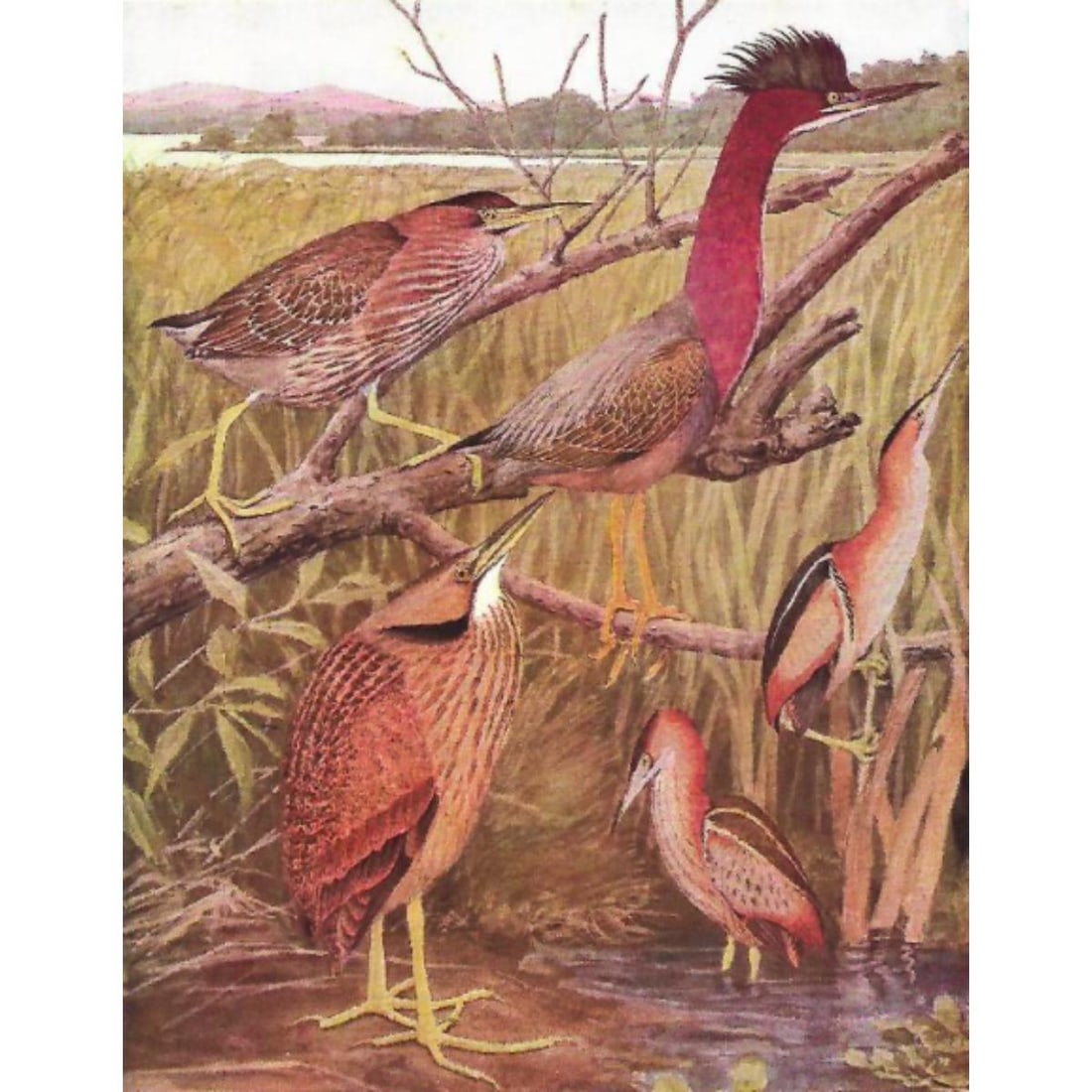 1936 Pearson's Birds Color Lithograph Plates, Heron, Crane (1 of 5)