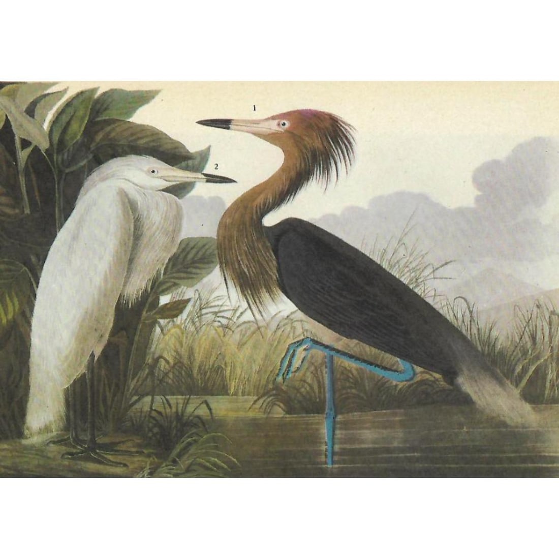 c1946 Audubon Print, #256 Reddish Egret (1 of 2)