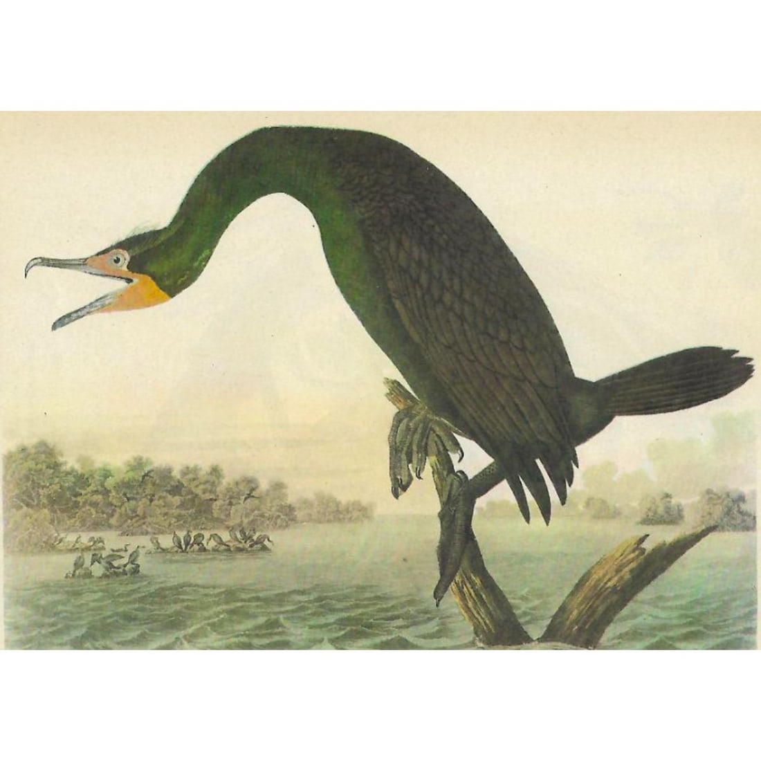 c1946 Audubon Print, #252 Double-Crested Cormorant (1 of 2)