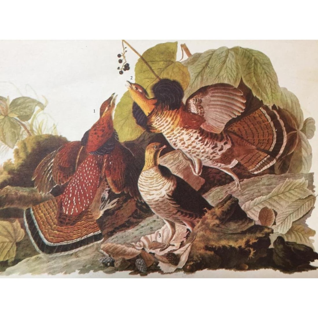 c1946 Audubon Print, #41 Ruffed Grouse (1 of 2)