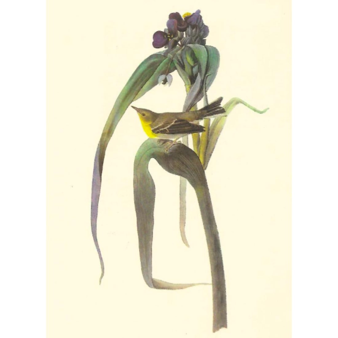 c1950 Audubon Print, Pine Warbler (1 of 2)