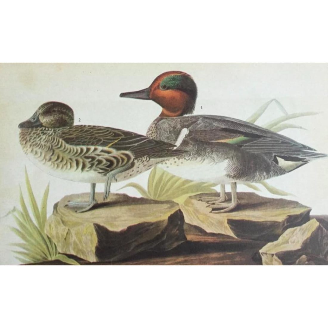 c1946 Audubon Print, #228 Green-Winged Teal (1 of 2)