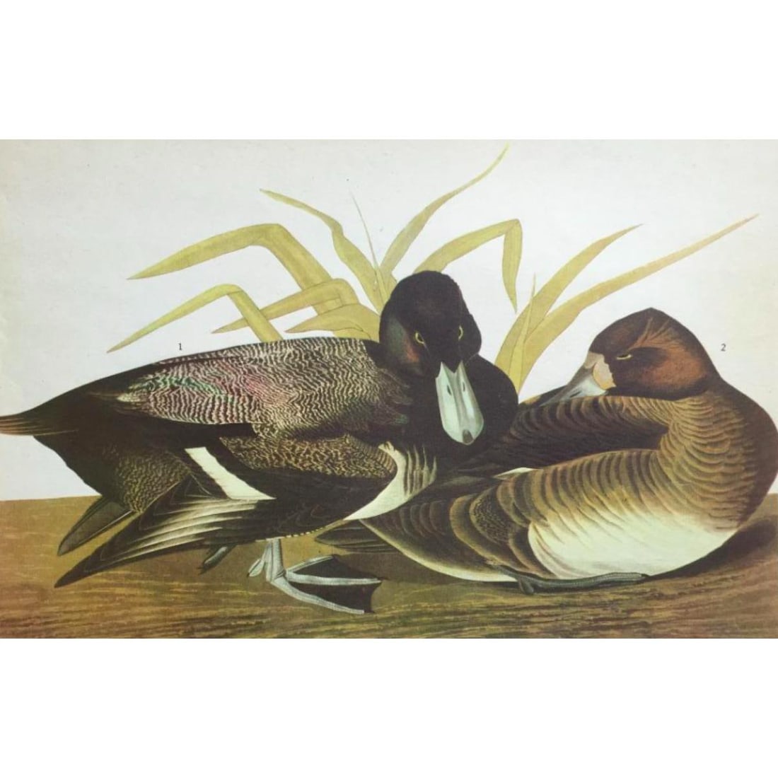 c1946 Audubon Print, #229 Lesser Scaup Duck (1 of 2)