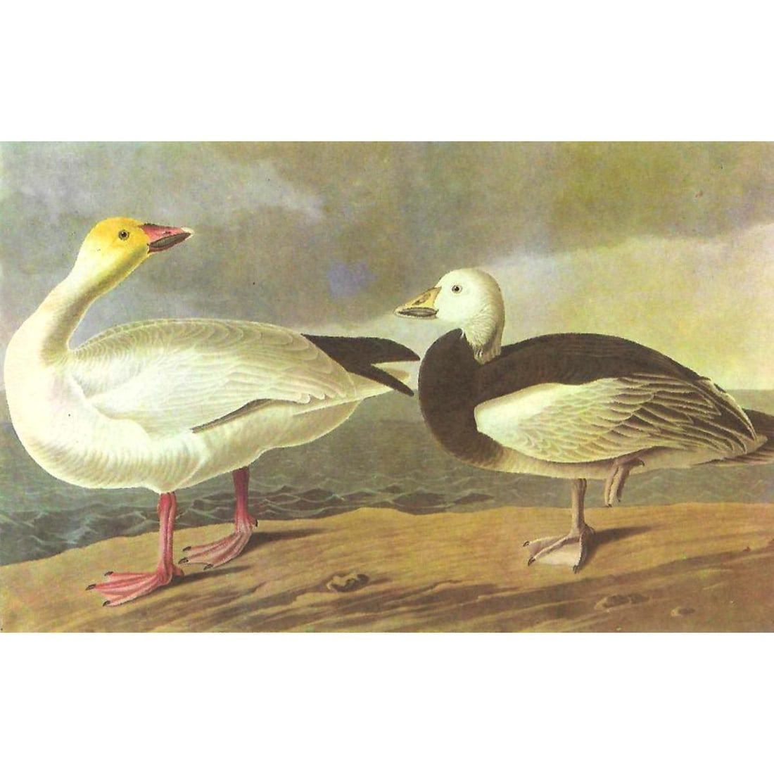 c1946 Audubon Print, #381 Blue and Snow Goose (1 of 2)