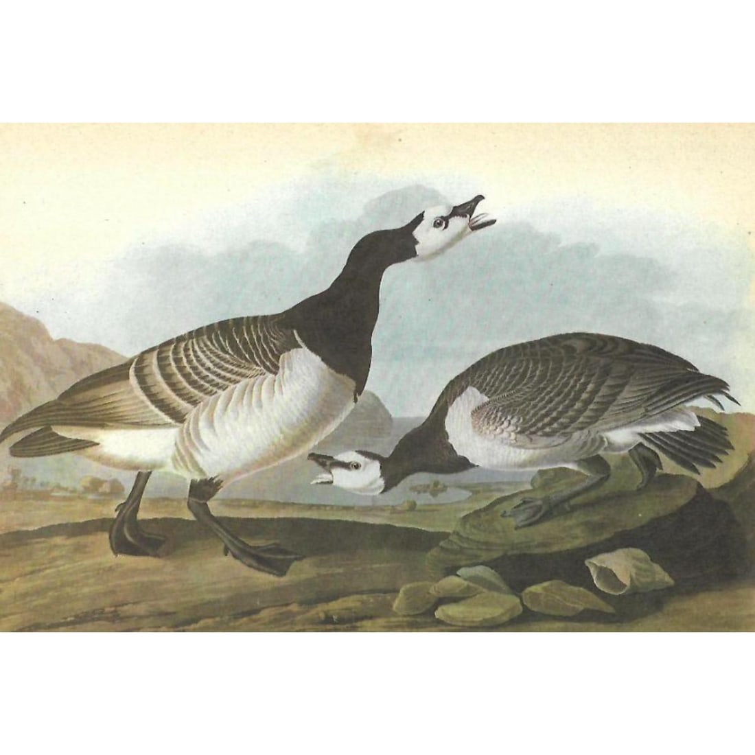 c1946 Audubon Print, #296 Barnacle Goose (1 of 2)