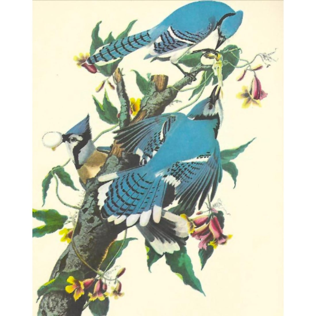 c1950 Audubon Print, Blue Jay (1 of 2)