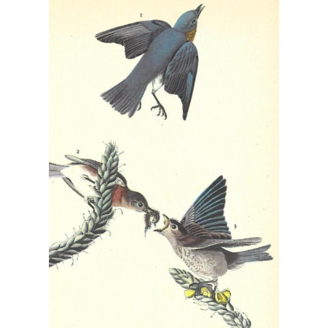 c1946 Audubon Print, #113 Bluebird (1 of 2)