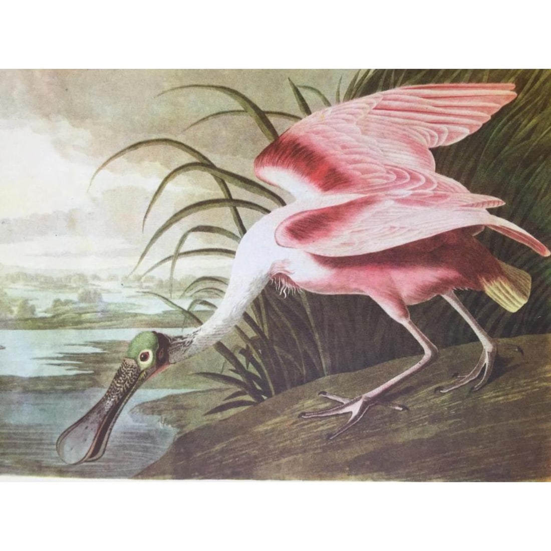 c1946 Audubon Print, #321 Roseate Spoonbill (1 of 2)