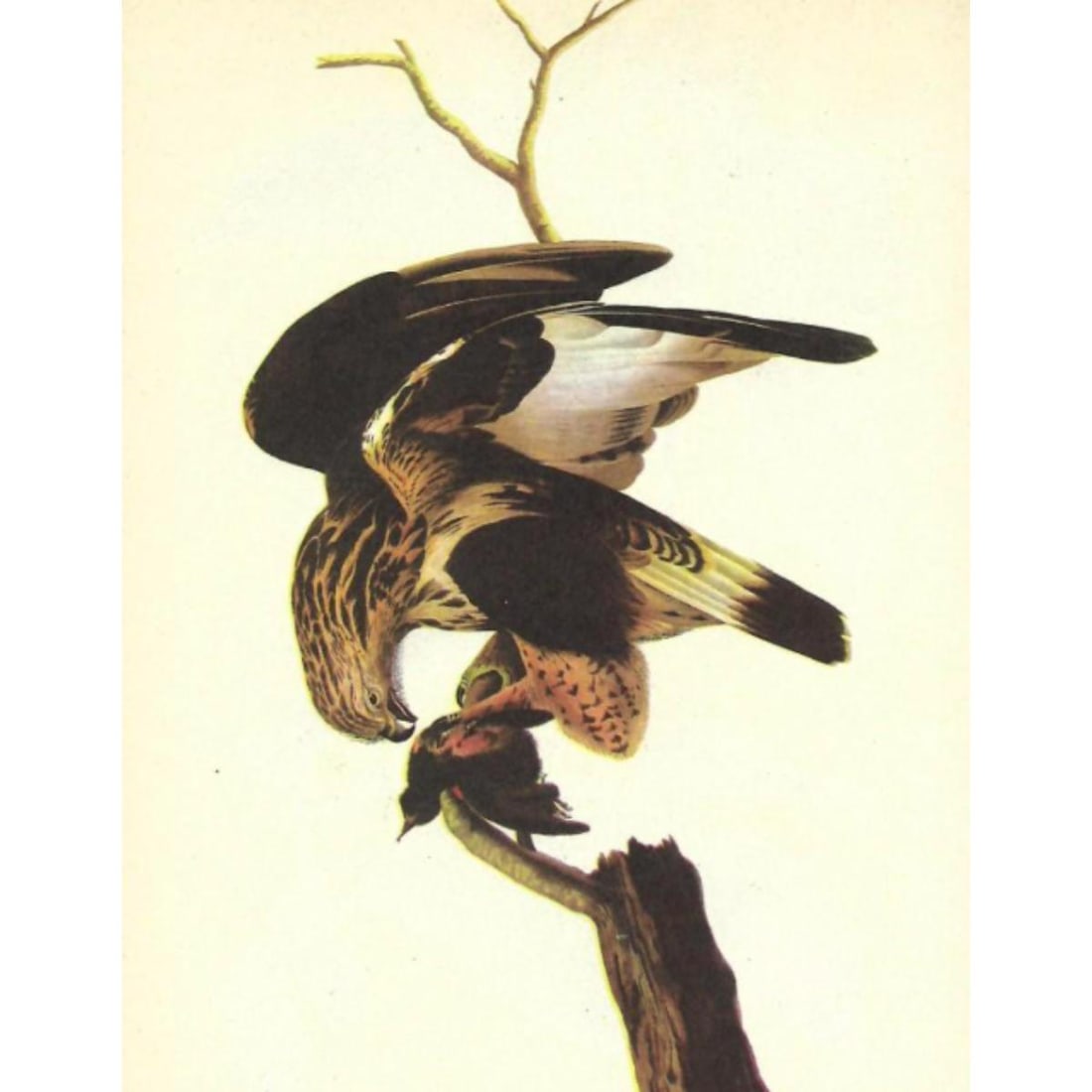 c1946 Audubon Print, #166 Rough-Legged Hawk: John James Audubon, book plate print, #166 Rough-Legged Hawk, taken from a 1946 edition of "The Birds Of America". 8 1/2" X 11 1/2". Comes with 11" X 14" mat.