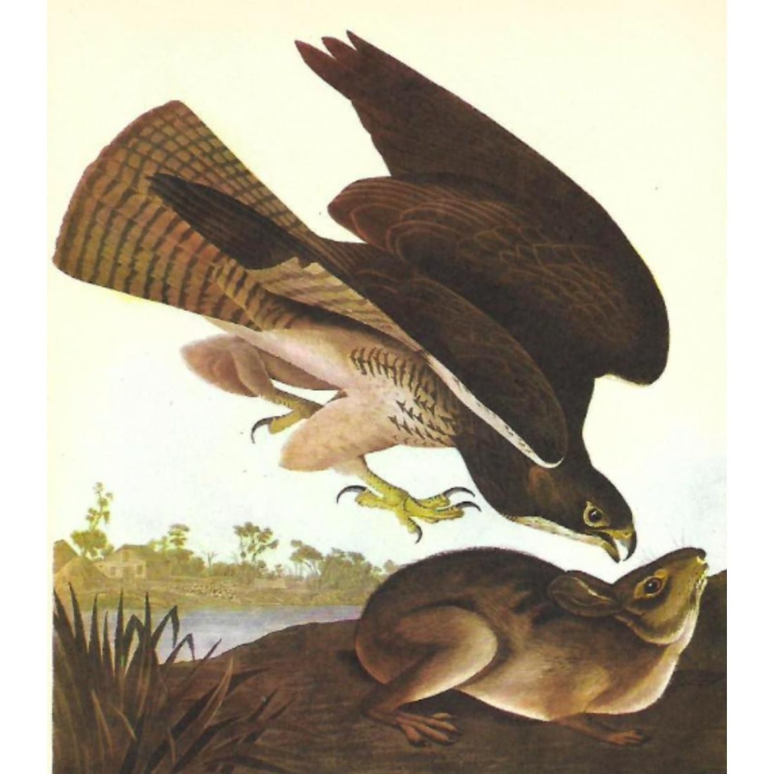 c1946 Audubon Print, #372 Swainson's Hawk: John James Audubon, book plate print, #372 Swainson's Hawk, taken from a 1946 edition of "The Birds of America".8 1/2" X 11" print. Comes with 11" X 14" mat.