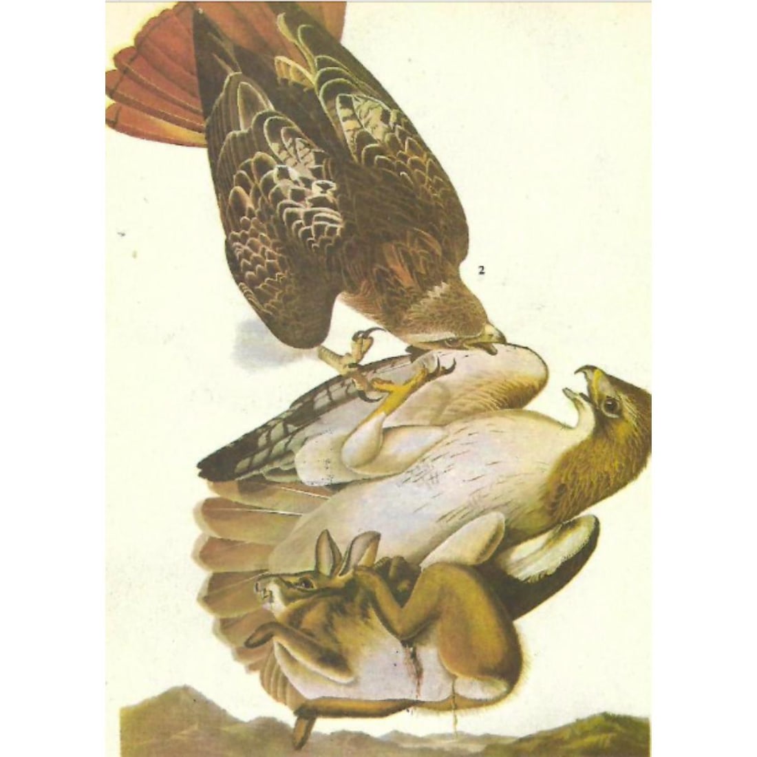 c1946 Audubon Print, #51 Red-tailed Hawk: John James Audubon, book plate print, # 51 Red-tailed Hawk taken from a 1946 edition of "The Birds Of America". 8 1/2" X 11 1/2". Comes with 11" X 14" mat.