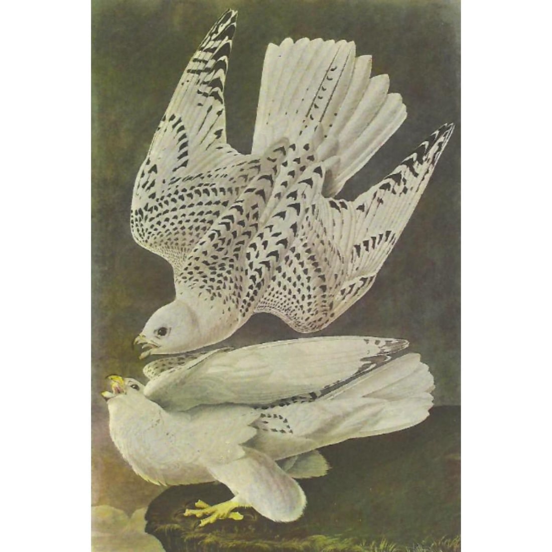 c1946 Audubon Print, #366 Gyrfalcon: John James Audubon, book plate print, # 366 Gyrfalcon, taken from a 1946 edition of "The Birds Of America." 8 1/2" X 11". Comes with 11" X 14" mat.