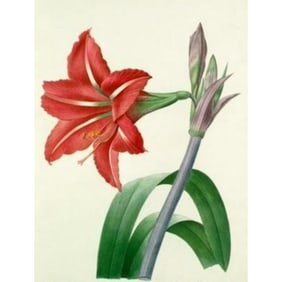 After Pierre-Jospeh Redoute, Floral Print, #4 Amaryllis