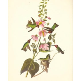 c1950 Audubon Print, Anna's Hummingbird