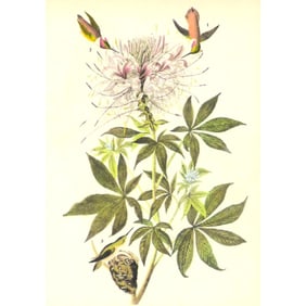 c1946 Audubon Print, #379 Rufus Hummingbird
