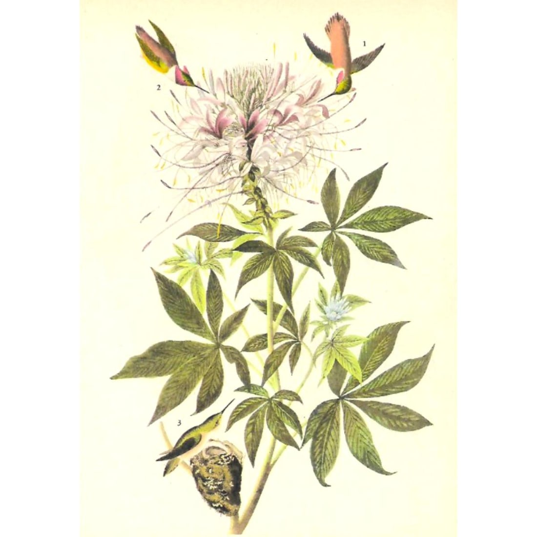 c1946 Audubon Print, #379 Rufus Hummingbird (1 of 2)